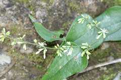 Smilax aspera